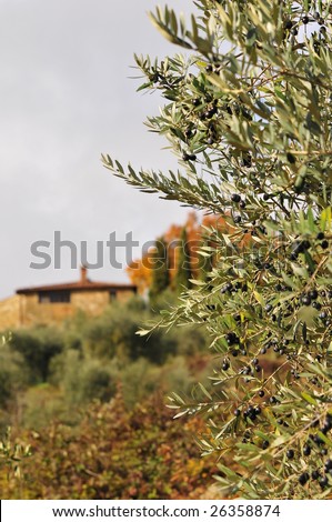 olive tree with tuscan farmhouse in the background