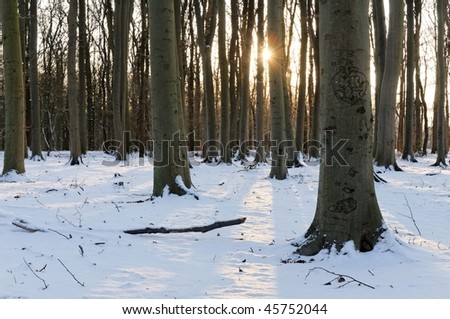 sunshine in winter forest in snow
