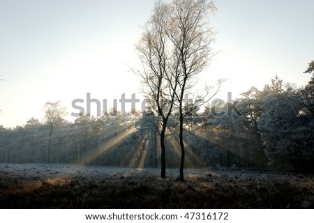 sunlight through trees in winter