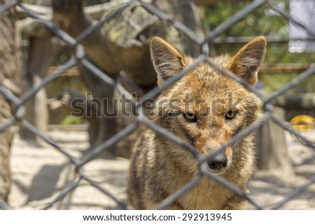 Golden jackal behind fence in the zoo (canis aureus)