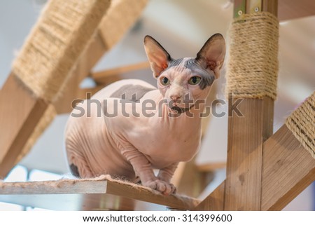Sphynx hairless cat on wooden cat tree