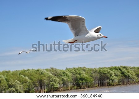 Flying seagull at Bangpu Recreation Center, Thailand