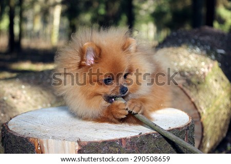 Pomeranian dog played with the stick