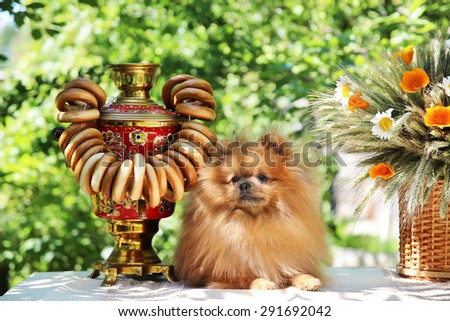 Cute pomeranian dog sitting on the table with flowers