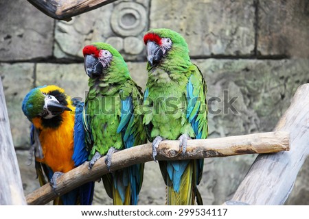 Three parrots blue-yellow and green sitting on a branch in jungle