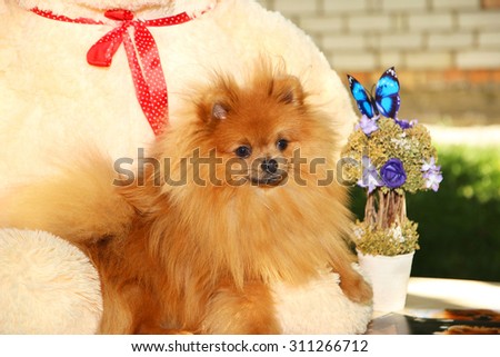 Dog and his toy. Portrait of lovely pomeranian dog with summer flowers on nature green background. Sunny dog. Happy dog. Dog man\'s best friend.