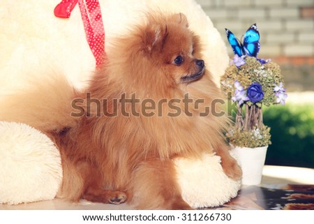 Dog and his toy. Portrait of lovely pomeranian dog with summer flowers on nature green background. Sunny dog. Happy dog. Dog man\'s best friend.