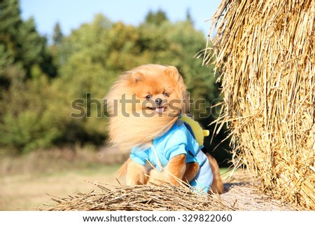Portrait of cute pomeranian dog. Autumn dog. Dog in a field