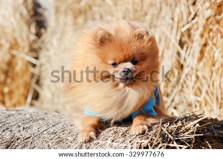 Portrait of cute pomeranian dog. Autumn dog. Dog in a field