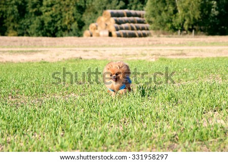 Running pomeranian dog. Portrait of cute pomeranian dog. Autumn dog. Dog in field