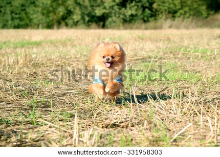 Running pomeranian dog. Portrait of cute pomeranian dog. Autumn dog. Dog in field