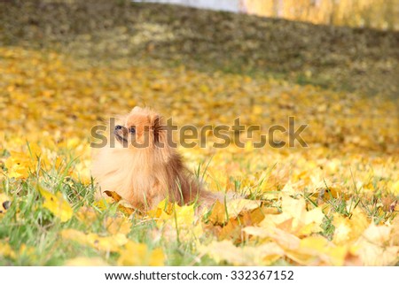 Funny autumn pomeranian dog. Dog in autumn park. Pomeranian in autumn yellow leaves