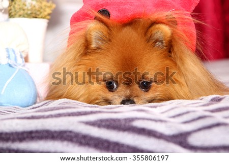 Cute pomeranian dog. Sad dog