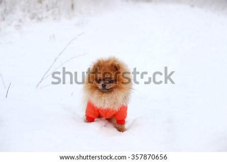 Pomeranian dog in snow. Winter dog. Dog in snow. Spitz in winter forest.