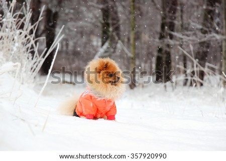 Pomeranian dog in snow. Winter dog. Dog in snow. Spitz in winter forest. Winter