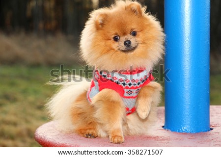 Sunny pomeranian dog. Beautiful dog. Pomeranian spitz