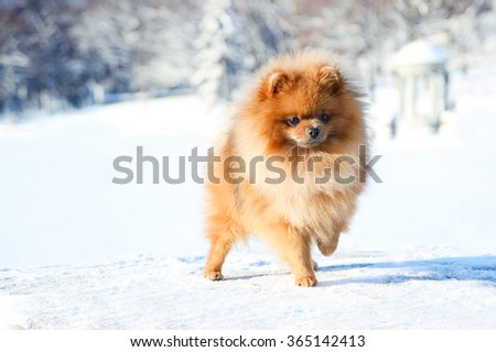 Beautiful dog in winter park. Pomeranian dog outdoor. Groomed dog. Winter