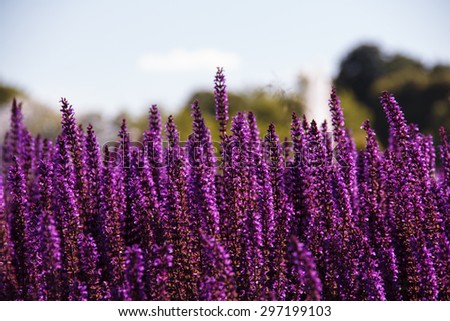 Field of purple flowers. Summer. In the open air.
