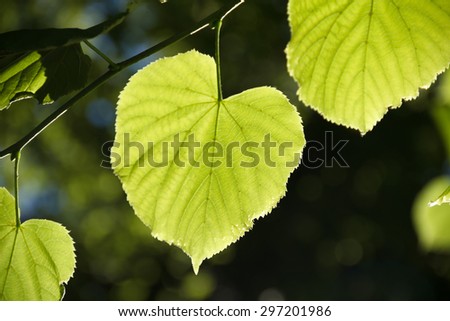Leaf on a sunny day. Sun shining through the leaves. Bright sun.