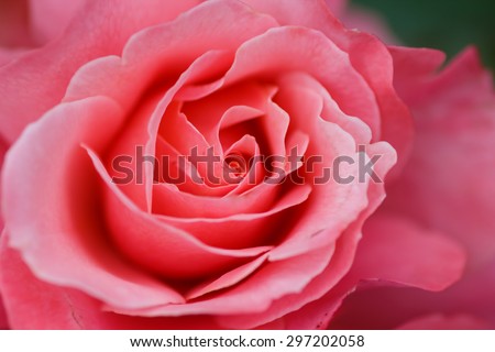 Large flower roses. Pink rose. Close-up. Blurring background.