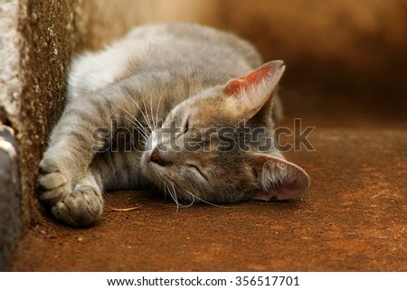 peacefully sleeping cat