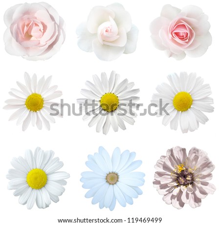 collage of isolated white flowers
