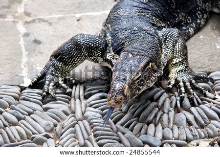 lizard  on black stones