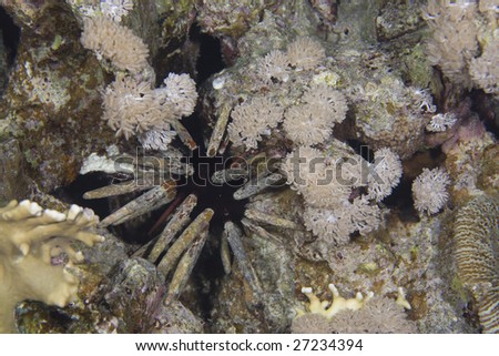 Horizontal view of a Pacific ocean tropical animal