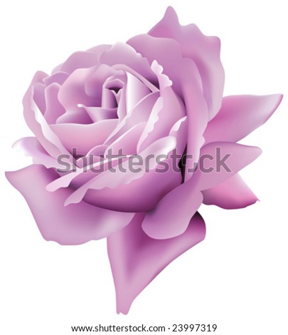 A Realistic Rose