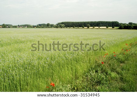Peaceful countryside with linen field