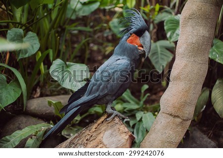 big beautiful colorful parrot on a branch. Black Cockatoo , Probosciger aterrimus