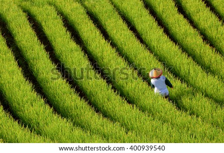 Farmer sprayed pesticides on a field of shallot plantation. Terracing in West Java, Indonesia