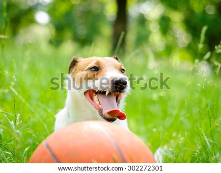 Summer portrait of tied Jack Russell Terrier with basketball ball