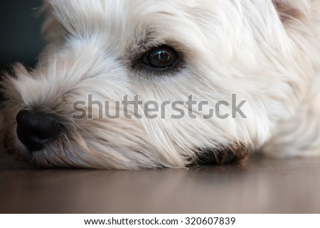 eye of a tired dog