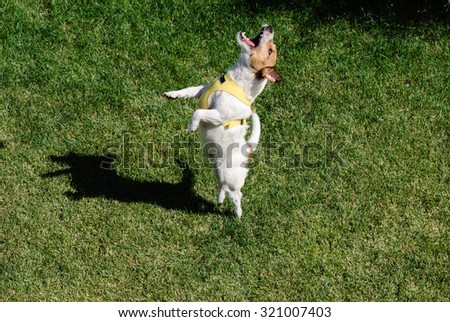 dog pet dancing ballet on a lawn