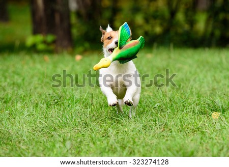 Dog fetching a toy duck
