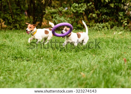 Two small dogs playing with big toy