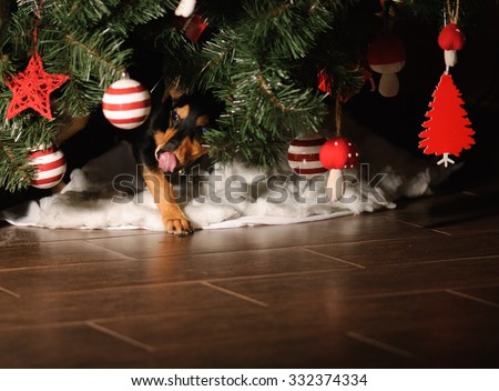dog ate all presents under New Year tree. small dog licks her mouth and nose