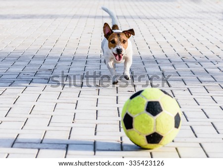 Happy dog playing with a ball at park. Jack Russell Terrier running down a alley
