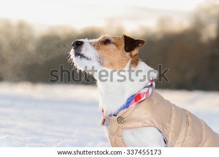 Obedient dog listening for an owner. Portrait of Jack Russell Terrier pet on cold air