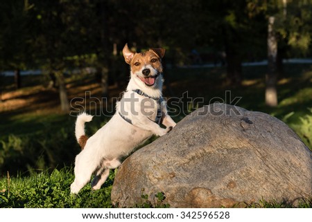 Dog with funny face expression.  Jack Russell Terrier walking at park