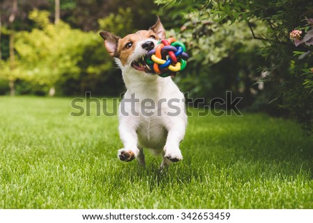 Jack Russell Terrier dog running with a colorful ball