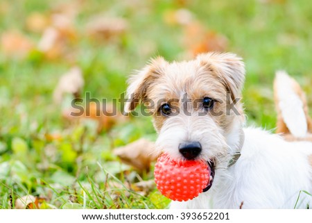 Cute fluffy dog waiting to play with toy at walk
