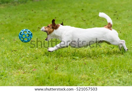 Dog chasing and catching toy ball jumping on green grass