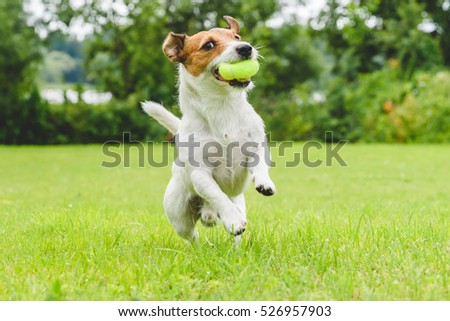 Jack Russell Terrier running and jumping on camera
