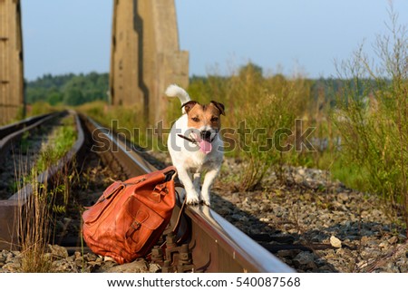 Dog balancing on train track with vintage backpack on ground