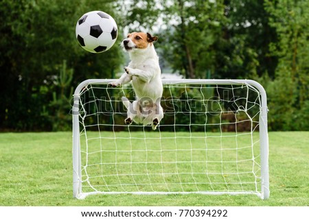 Funny dog flying in amusing pose catching football (soccer) ball and saving goal