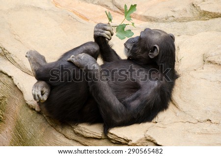 Chimpanzee with sprig of leaves relaxing in a zoo