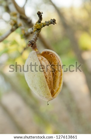 Young almond ripening on the tree