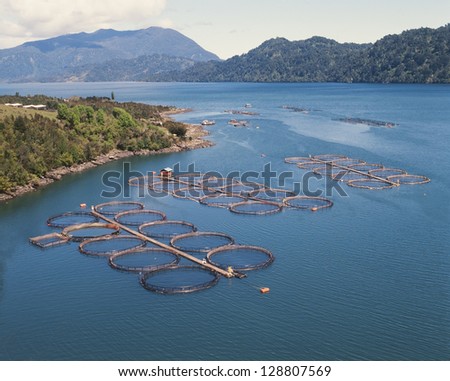 cage salmon farm in southern Chile